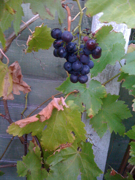 Grapes of Wrath?