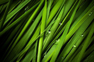 Greenery Blog Sub Image